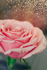 Rose with water drops macro close-up. Macro photo, warm light