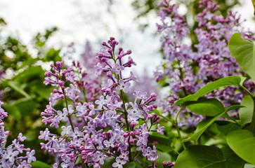 Fototapeta na wymiar Beautiful lilac blossom.Flowering lilac tree.Fresh spring background on nature outdoors.Soft focus image of blossoming flowers in spring time