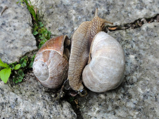 Zbliżenie dwóch połączonych ślimaków na brukowanej drodze. © bARTkow