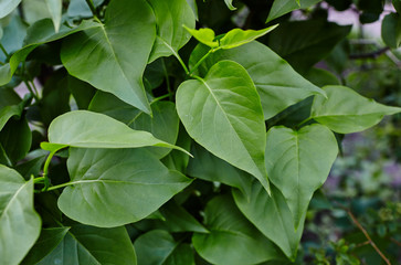 Beautiful green lilac leaves on branch.Fresh spring background on nature outdoors