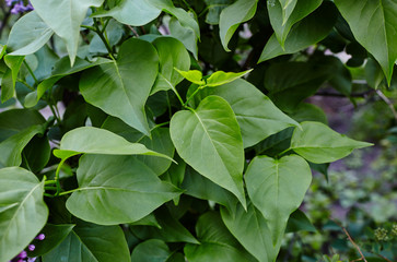 Beautiful green lilac leaves on branch.Fresh spring background on nature outdoors