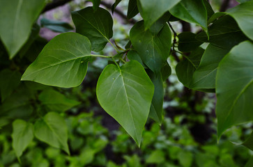 Fototapeta na wymiar Beautiful green lilac leaves on branch.Fresh spring background on nature outdoors