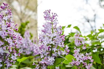 Beautiful lilac blossom.Flowering lilac tree.Fresh spring background on nature outdoors.Soft focus image of blossoming flowers in spring time
