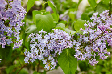Fototapeta na wymiar Beautiful lilac blossom.Flowering lilac tree.Fresh spring background on nature outdoors.Soft focus image of blossoming flowers in spring time