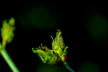 the kidneys, tree, screen, branch, april, spring