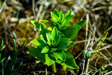 the kidneys, tree, screen, branch, april, spring