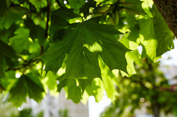 Fototapeta na wymiar Maple branch with green leaves on a sunny day. Maple tree in spring. Blurred leaf background