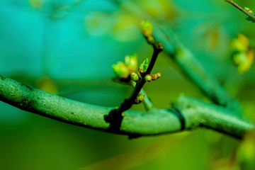 the kidneys, tree, screen, branch, april, spring