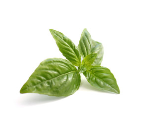 Fresh green basil isolated on white
