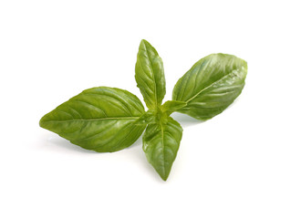 Fresh green basil isolated on white