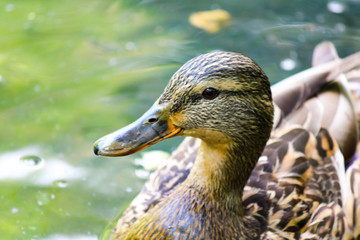 duck in the park