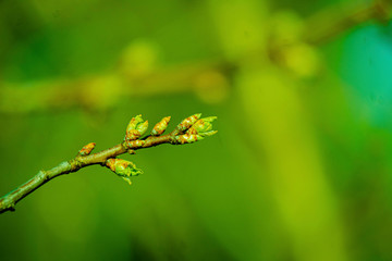 the kidneys, tree, screen, branch, april, spring