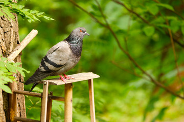 pigeon on a tree