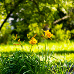 yellow flowers on green grass
