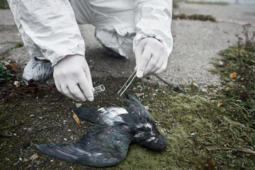 Close up of hands holding tweezers and test tube while taking tissue sample from dead pigeon for laboratory test. Research scientist in white gloves. Concept of ecology, environmental pollution. - Powered by Adobe
