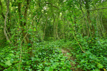 Green woodland in spring with dense foliage