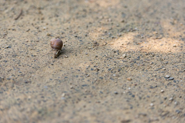 Grape snail on the old road. A snail tries to crawl across the road.