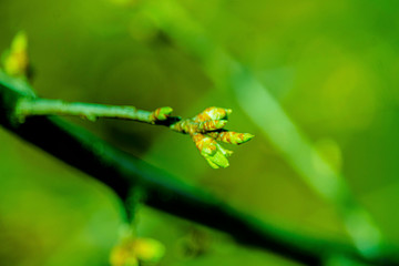 the kidneys, tree, screen, branch, april, spring