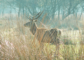 Wild red deer in Mesola Nature Reserve Park, Ferrara, Italy - This is an autochthonous protected...