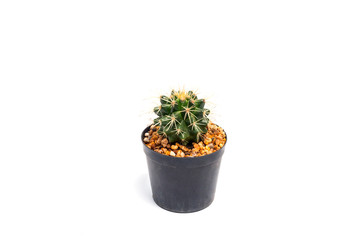 Cactus in a pot on white background.Beautiful green cactus pot isolated on white background.