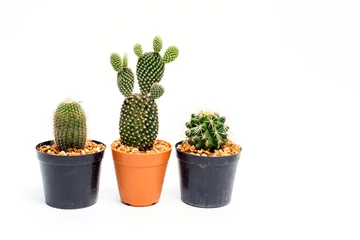 Foto op Aluminium Cactus in pot Cactus in een pot op witte achtergrond. Mooie groene cactus pot geïsoleerd op een witte achtergrond.