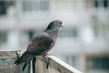 City pigeon sits on a fence in the street