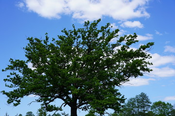 Eiche im Spreewald vor blauem Himmel und Wolken