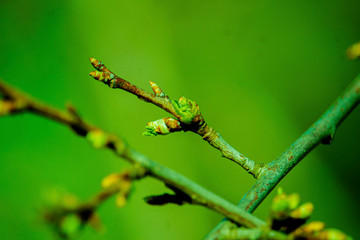 the kidneys, tree, screen, branch, april, spring