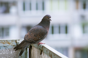 City pigeon sits on a fence in the street