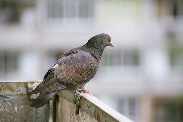 City pigeon sits on a fence in the street