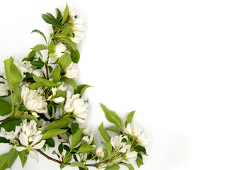 Light tender fruit apple blossom flower isolated on white background. A4 paper size border frame photo with free blank copy space for text. For card, invitation, poster, slide or wedding decor