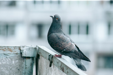 City pigeon sits on a fence in the street