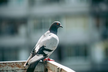 City pigeon sits on a fence in the street