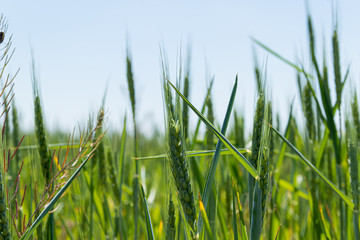 Green wheat field with young plant under blue sky