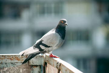 City pigeon sits on a fence in the street