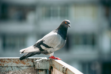 City pigeon sits on a fence in the street