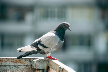 City pigeon sits on a fence in the street