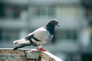 City pigeon sits on a fence in the street