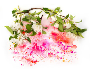 White fruit apple tree blossom flower and hand painted bright watercolor blot spot splash isolated on white background. Design element photo. For card, postcards, invitation or wedding decor
