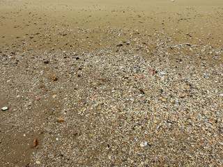 pile of shell on the beach