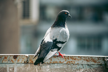 City pigeon sits on a fence in the street