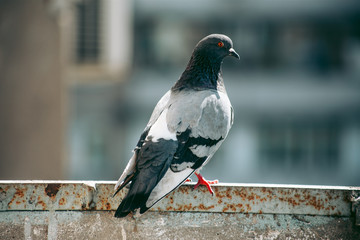 City pigeon sits on a fence in the street