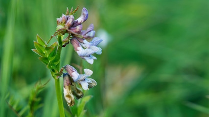 Purple-white flower on the meadow close-up