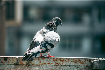 City pigeon sits on a fence in the street