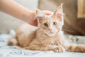 Woman Stroking Funny Curious Young Red Ginger Maine Coon Kitten Cat Sitting At Home Sofa. Coon Cat,...