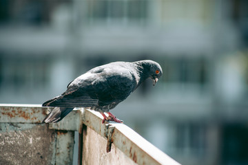 City pigeon sits on a fence in the street