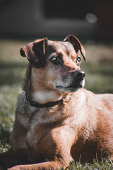 a beautifull dog portrait