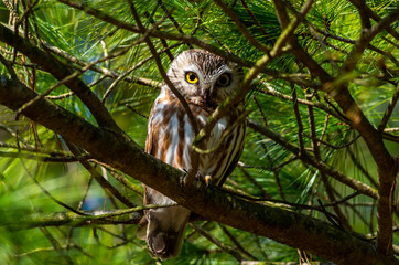 Northern Saw Whet Owl in Tree 2
