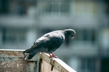 City pigeon sits on a fence in the street