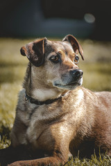 a beautifull dog portrait